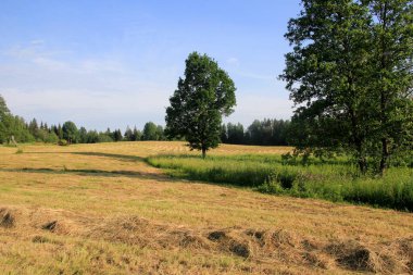 Altın çayırlarda sarı saman hasat ediliyor. Güneşin altında kuruyan bir yaz tarlasında taze kesilmiş saman sıraları.