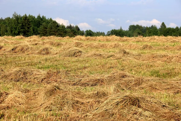 Raccolta Fieno Giallo Nel Paesaggio Del Campo Oro Righe Fieno — Foto Stock