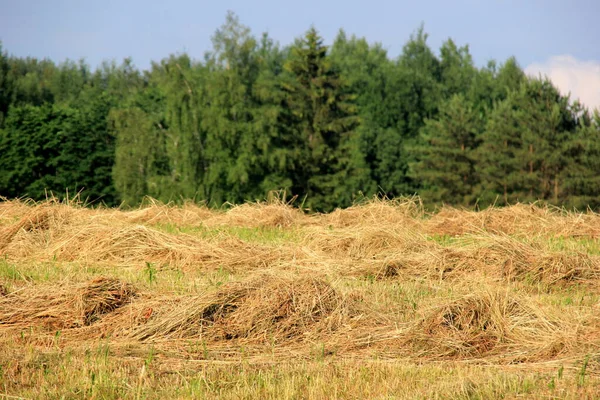 金色田野中的黄色干草收获 一排排新鲜的干草在夏天的田野里晒干了 — 图库照片