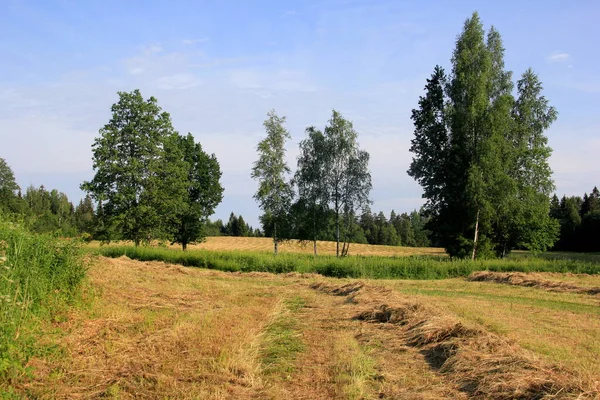 Gelbe Heuernte Goldener Feldlandschaft Reihen Frisch Geschnittenes Heu Auf Einem — Stockfoto