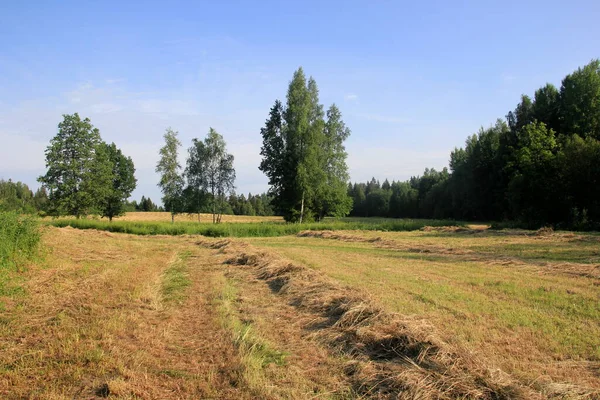 Yellow Hay Harvesting Golden Field Landscape Rows Freshly Cut Hay — Stock Photo, Image