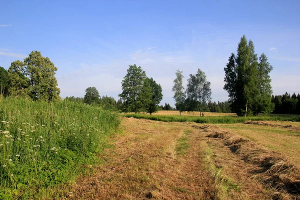 Gelbe Heuernte Goldener Feldlandschaft Reihen Frisch Geschnittenes Heu Auf Einem — Stockfoto