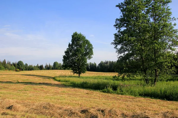 Gelbe Heuernte Goldener Feldlandschaft Reihen Frisch Geschnittenes Heu Auf Einem — Stockfoto