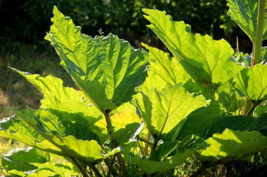 Yeşil ravent yaprakları güneşli bir yaz gününde arka planda parlar. Büyük yeşil bitki yaprakları. Güneş ışığı dev yaprağın içinden parlıyor.
