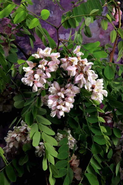 Floración Acacia Rosa Con Hojas Verdes Jarrón Vidrio Ramo Acacia — Foto de Stock