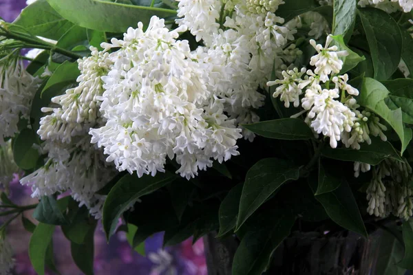 Vit Lilac Agnes Smith Blommor Syringa Prestoniae Agnes Smed Glasvas — Stockfoto