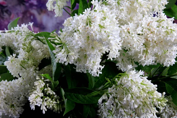 Beyaz Leylak Agnes Smith Çiçekleri Cam Vazoda Şırınga Prestoniae Agnes — Stok fotoğraf