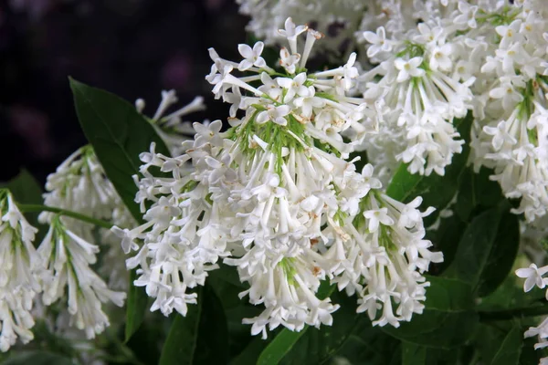 Beyaz Leylak Agnes Smith Çiçekleri Cam Vazoda Şırınga Prestoniae Agnes — Stok fotoğraf