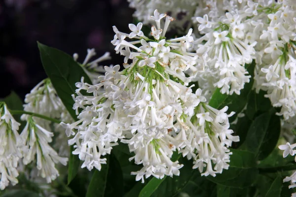 Vit Lilac Agnes Smith Blommor Syringa Prestoniae Agnes Smed Glasvas — Stockfoto