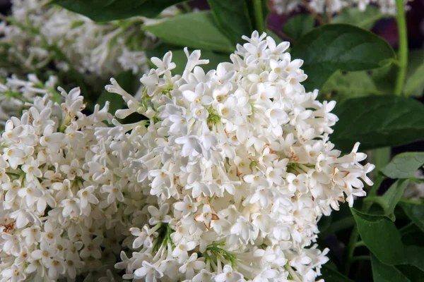 Vit Lilac Agnes Smith Blommor Syringa Prestoniae Agnes Smed Glasvas — Stockfoto