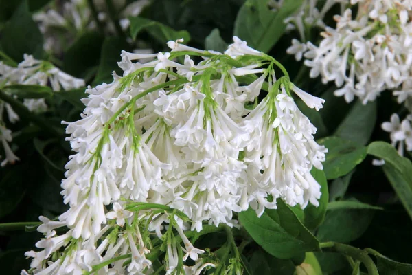 White Lilac Agnes Smith Flowers Syringa Prestoniae Agnes Smith Glas — Foto de Stock