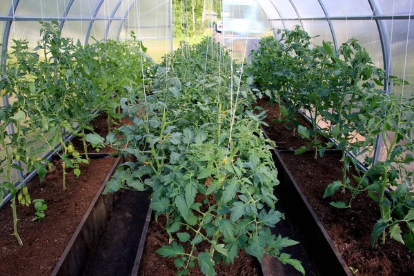 Pomodori Sbocciano Nella Serra Piante Pomodoro Nella Serra Plastica — Foto Stock