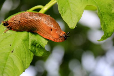 Büyük kahverengi İspanyol sümüklü böceği (arion vulgaris) çimlerin üzerinde, yakın plan. İstilacı hayvan türleri. Yaz bahçesinde sürünen büyük kahverengi salyangoz sümüklüböcekleri.