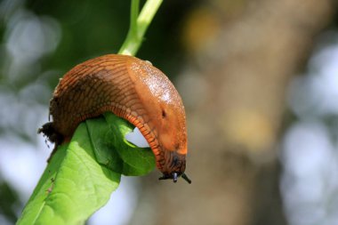 Büyük kahverengi İspanyol sümüklü böceği (arion vulgaris) çimlerin üzerinde, yakın plan. İstilacı hayvan türleri. Yaz bahçesinde sürünen büyük kahverengi salyangoz sümüklüböcekleri.