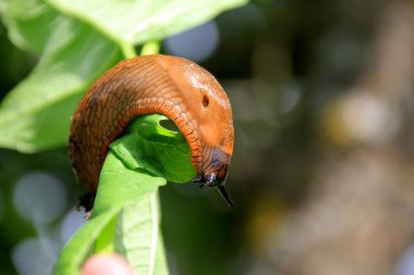 Büyük kahverengi İspanyol sümüklü böceği (arion vulgaris) çimlerin üzerinde, yakın plan. İstilacı hayvan türleri. Yaz bahçesinde sürünen büyük kahverengi salyangoz sümüklüböcekleri.