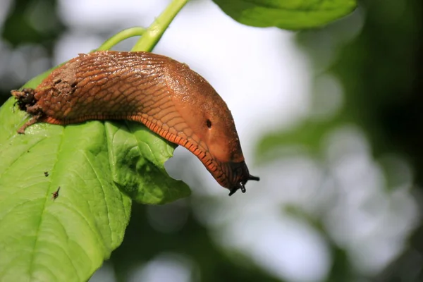 스페인 민달팽이 Arion Vulgaris 사진이다 확산되는 정원에서 기어다니는 커다란 끈적끈적 — 스톡 사진