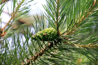 Yeşil çam kozalakları. Genç yeşil çam kozalakları bir ağaca yakın duruyor. 