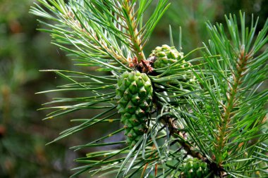 Yeşil çam kozalakları. Genç yeşil çam kozalakları bir ağaca yakın duruyor. 