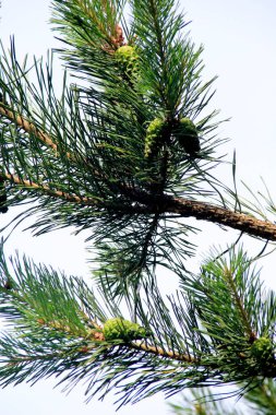 Yeşil çam kozalakları. Genç yeşil çam kozalakları bir ağaca yakın duruyor. 