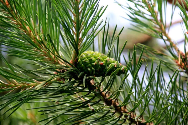 Green Pine Cones Cones Pinheiro Verdes Jovens Close Uma Árvore — Fotografia de Stock