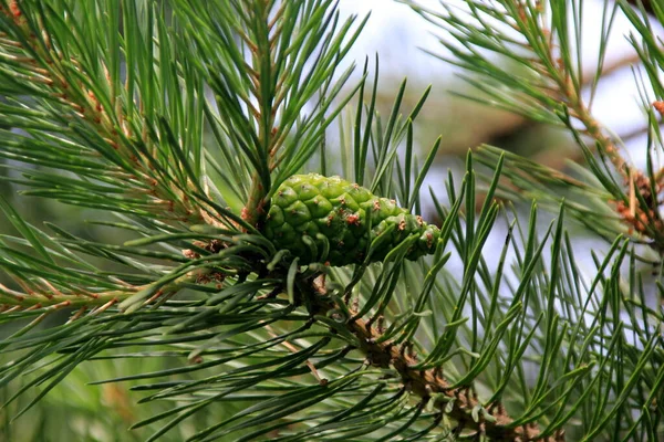 Conos Pino Verde Conos Pino Verde Joven Cerca Árbol — Foto de Stock