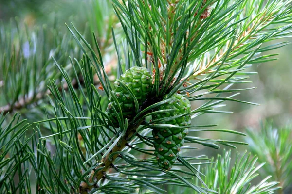 Conos Pino Verde Conos Pino Verde Joven Cerca Árbol — Foto de Stock