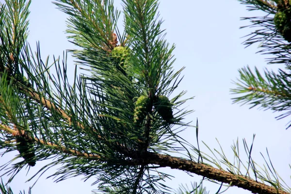 Cônes Pin Vert Jeunes Cônes Pin Vert Gros Plan Sur — Photo