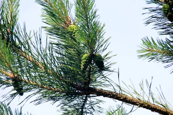 Cônes Pin Vert Jeunes Cônes Pin Vert Gros Plan Sur — Photo