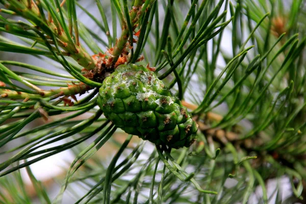 Grüne Kiefernzapfen Junge Grüne Tannenzapfen Aus Nächster Nähe Auf Einem — Stockfoto