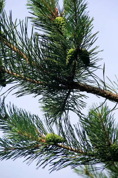 Groene Dennenappels Jonge Groene Dennenappels Close Een Boom — Stockfoto