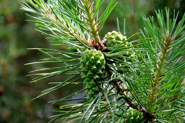 Conos Pino Verde Conos Pino Verde Joven Cerca Árbol — Foto de Stock