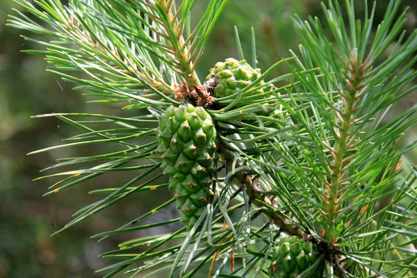Green Pine Cones. Young green pine cones close-up on a tree