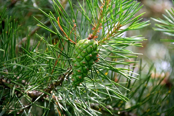 Cônes Pin Vert Jeunes Cônes Pin Vert Gros Plan Sur — Photo