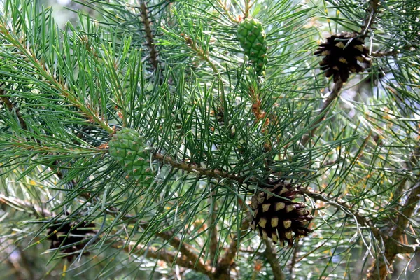 Groene Dennenappels Jonge Groene Dennenappels Close Een Boom — Stockfoto