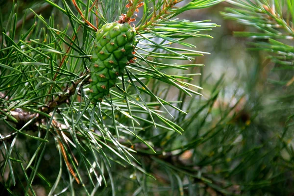 Cônes Pin Vert Jeunes Cônes Pin Vert Gros Plan Sur — Photo