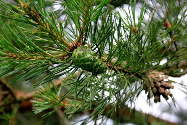 Πράσινα Πεύκα Νέοι Πράσινοι Κουκουνάρια Κοντά Ένα Δέντρο — Φωτογραφία Αρχείου