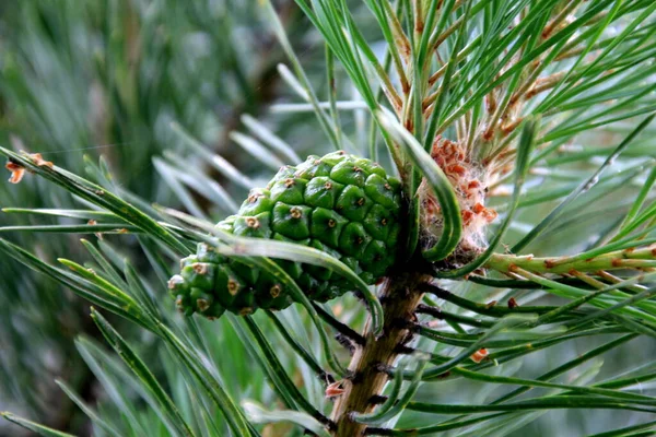 Green Pine Cones Cones Pinheiro Verdes Jovens Close Uma Árvore — Fotografia de Stock