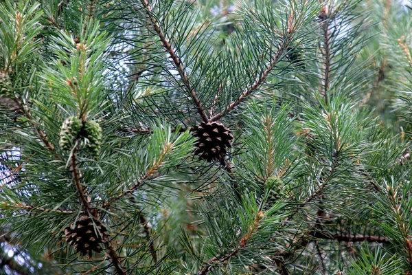 Green Pine Cones Young Green Pine Cones Close Tree — Stock Photo, Image