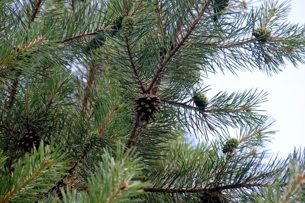 Groene Dennenappels Jonge Groene Dennenappels Close Een Boom — Stockfoto