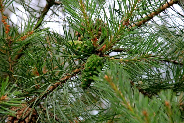 Groene Dennenappels Jonge Groene Dennenappels Close Een Boom — Stockfoto