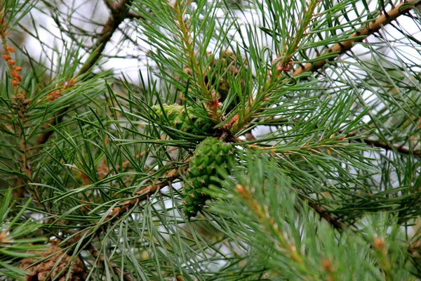 Zielone Szyszki Sosnowe Młody Zielony Szyszki Sosna Zbliżenie Drzewo — Zdjęcie stockowe