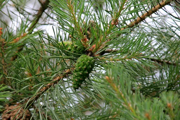 Πράσινα Πεύκα Νέοι Πράσινοι Κουκουνάρια Κοντά Ένα Δέντρο — Φωτογραφία Αρχείου