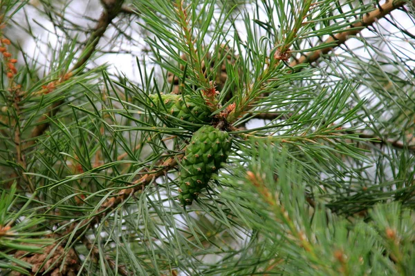 緑の松の木 木の上の若い緑の松のコーンのクローズアップ — ストック写真