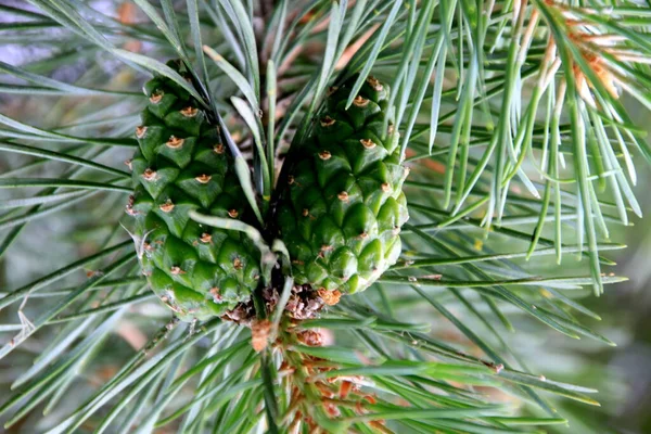 Green Pine Cones Cones Pinheiro Verdes Jovens Close Uma Árvore — Fotografia de Stock