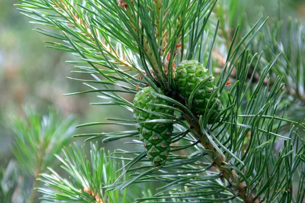 Green Pine Cones Young Green Pine Cones Close Tree — Stock Photo, Image