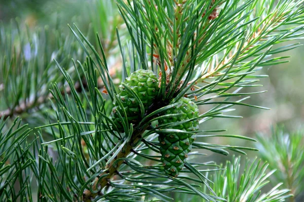 Gröna Tallkottar Unga Gröna Kottar Närbild Ett Träd — Stockfoto