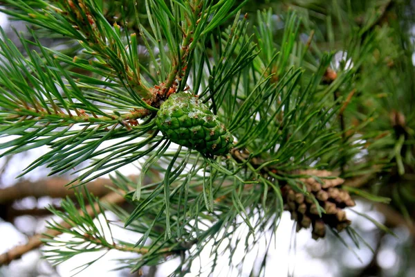 Conos Pino Verde Conos Pino Verde Joven Cerca Árbol — Foto de Stock