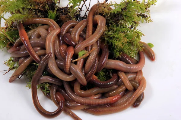 Beyaz zemin üzerinde yer solucanı ortak Nightcrawler (Lumbricus Terrestris) grubu