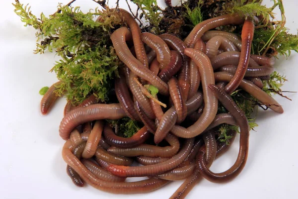 蚯蚓夜间爬虫 Lumbricus Terrestris 白色背景下的蚯蚓群 — 图库照片