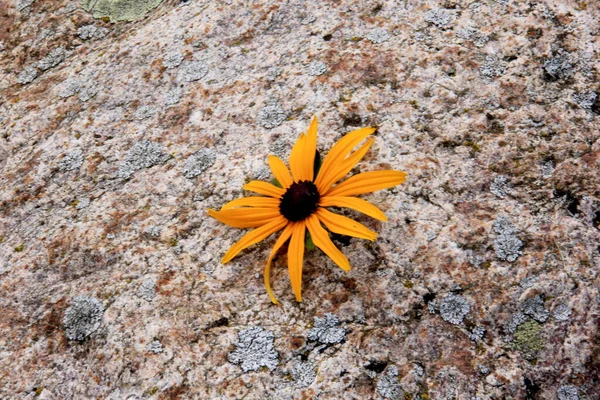 Yellow flower with a dark center on a natural boulder, stone background, copy space. Granite stone with a single yellow flower